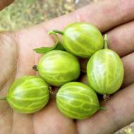 Саджанець Агрус Гостинець в контейнері